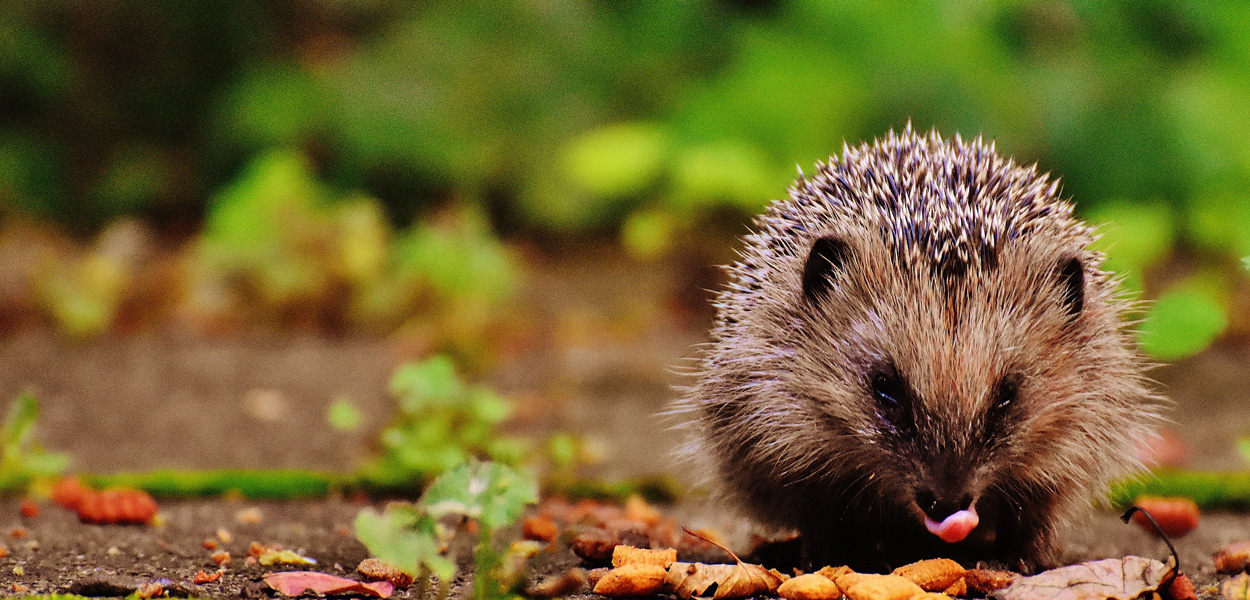 Hedgehog - photo credit Pexels Pixabay